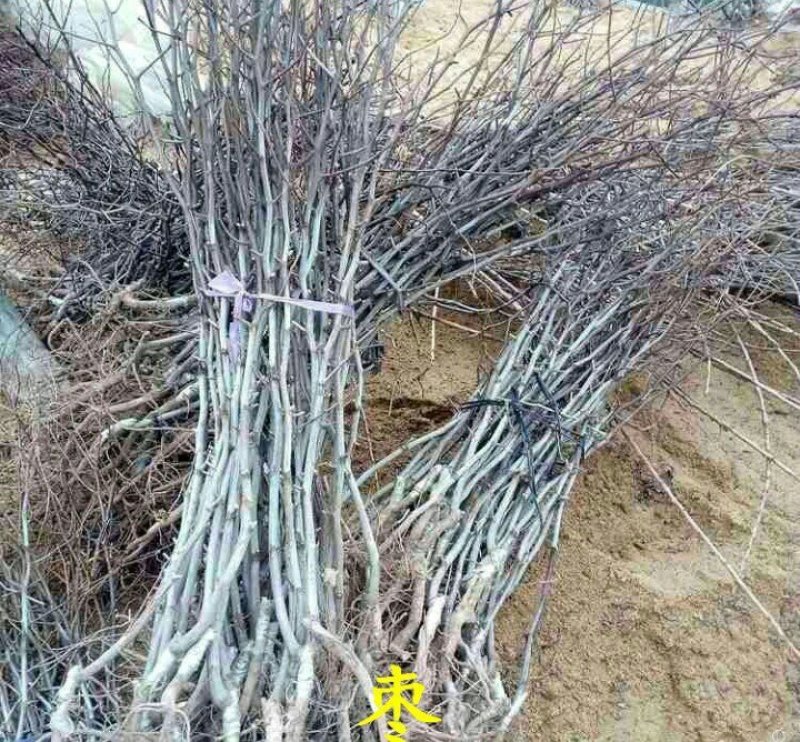 枣树苗靖远石门大枣苗保湿发货大枣皮薄肉厚