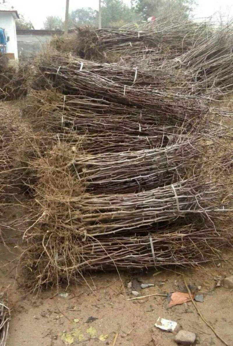 枣树苗靖远石门大枣苗保湿发货大枣皮薄肉厚