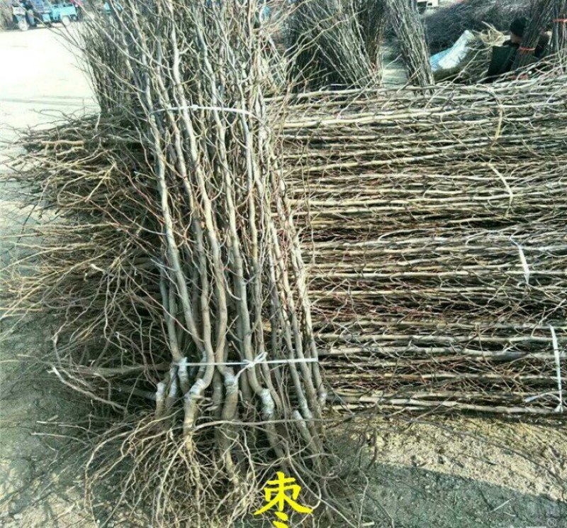 枣树苗靖远石门大枣苗保湿发货大枣皮薄肉厚