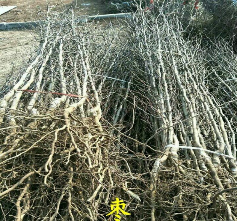 枣树苗靖远石门大枣苗保湿发货大枣皮薄肉厚