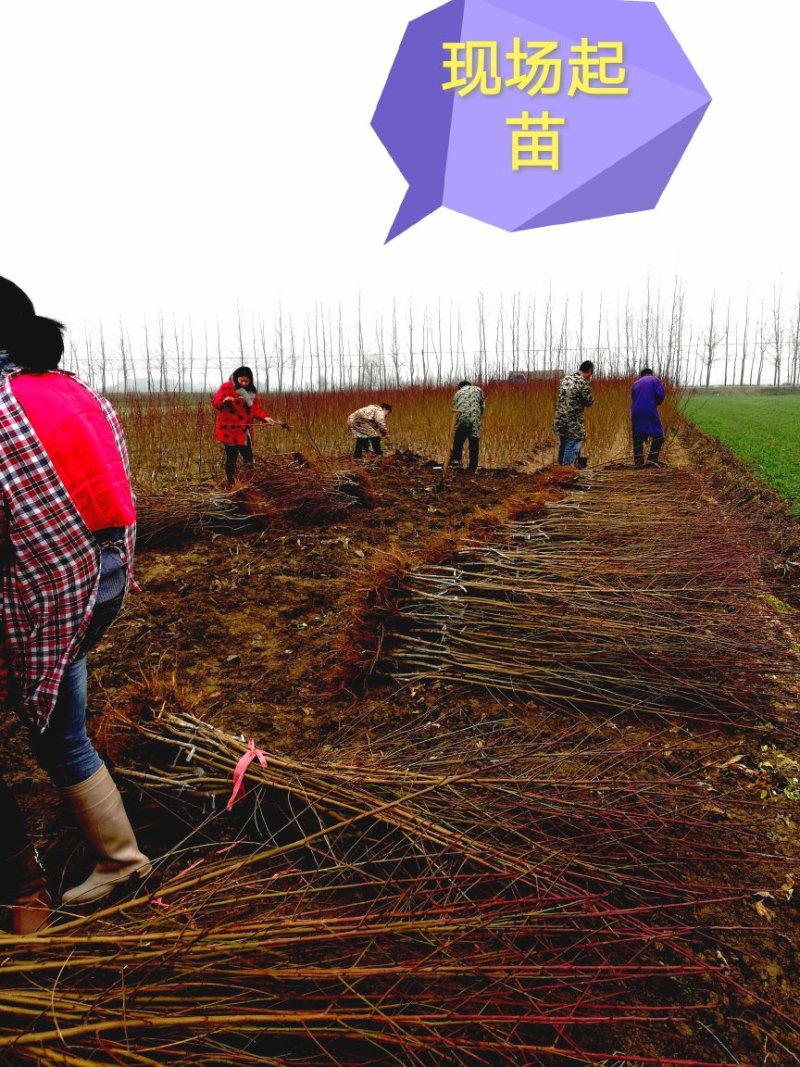 桃树苗红球鲜5月尾成熟，单果均重8两，果肉脆甜