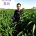 桃树苗红球鲜5月尾成熟，单果均重8两，果肉脆甜