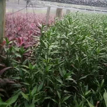 花卉盆景