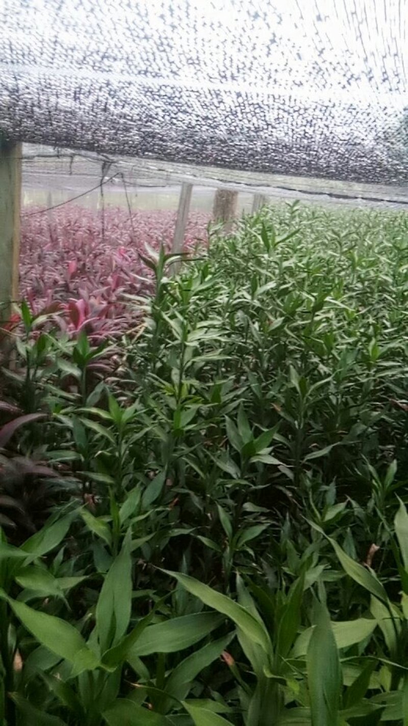 花卉盆景