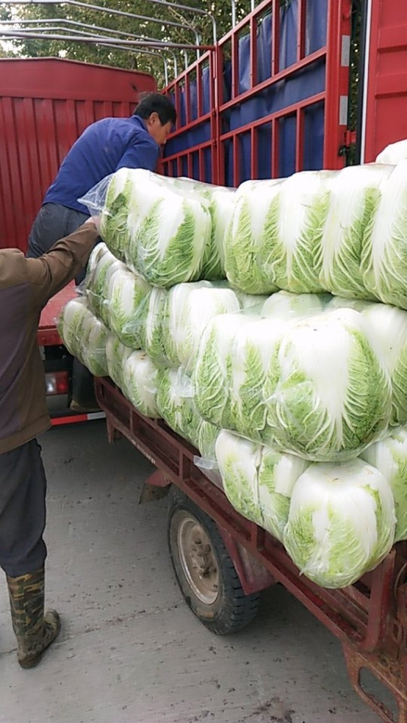 黄心大白菜一平台，电商，专业对接，满足随时调货