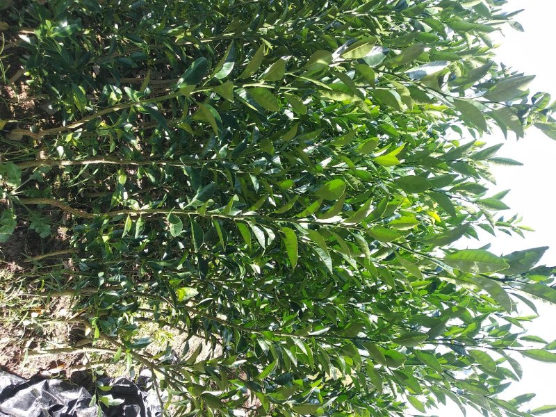 棉橘树苗广桔蜜广臭皮柑早熟