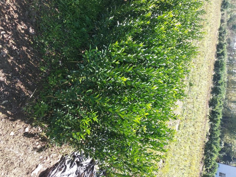 棉橘树苗广桔蜜广臭皮柑早熟