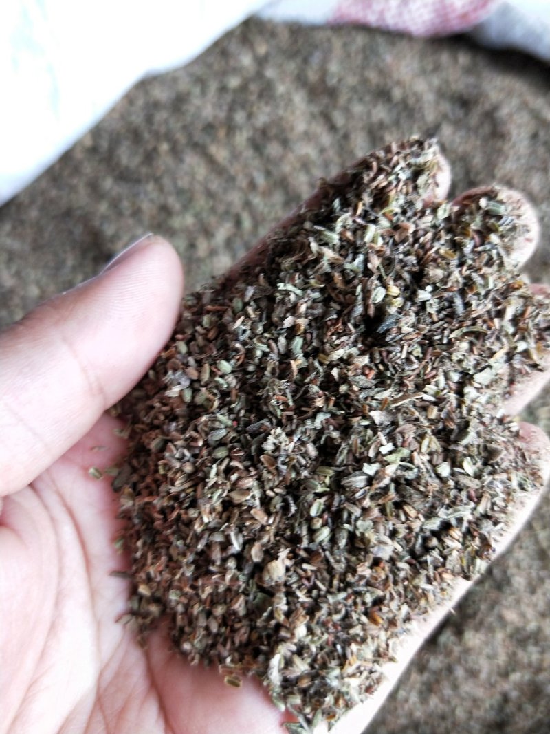 马鞭草籽
