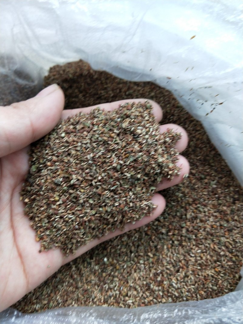 马鞭草籽