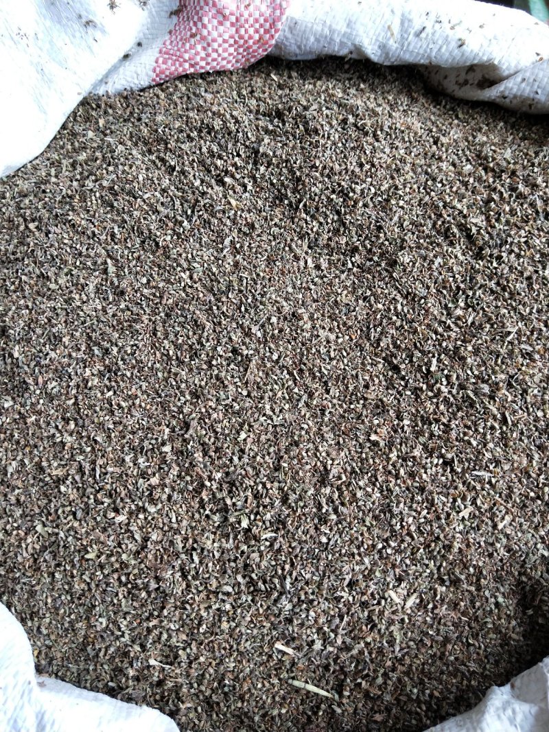 马鞭草籽
