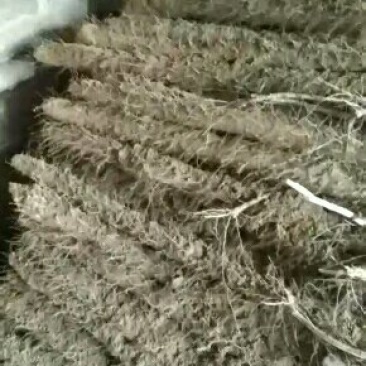 大量供应白玉山药