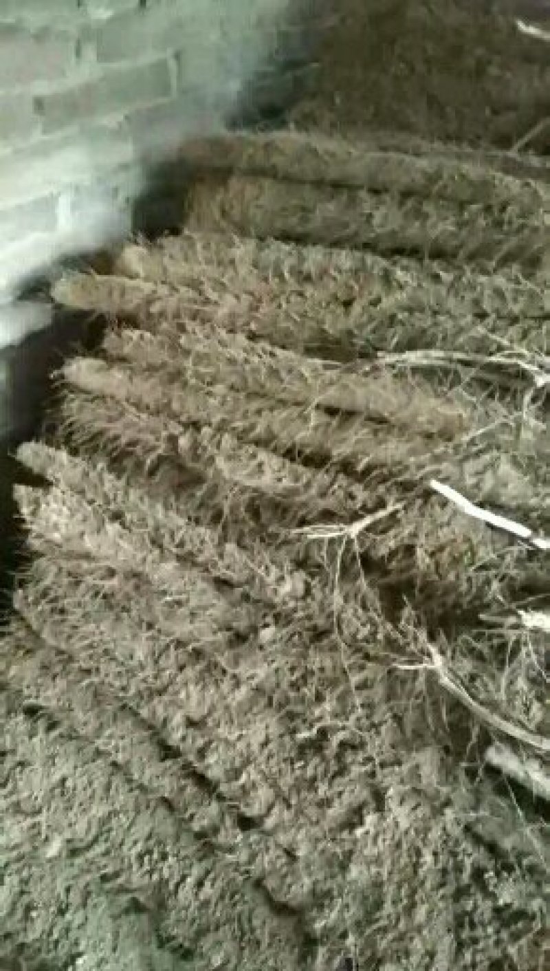 大量供应白玉山药