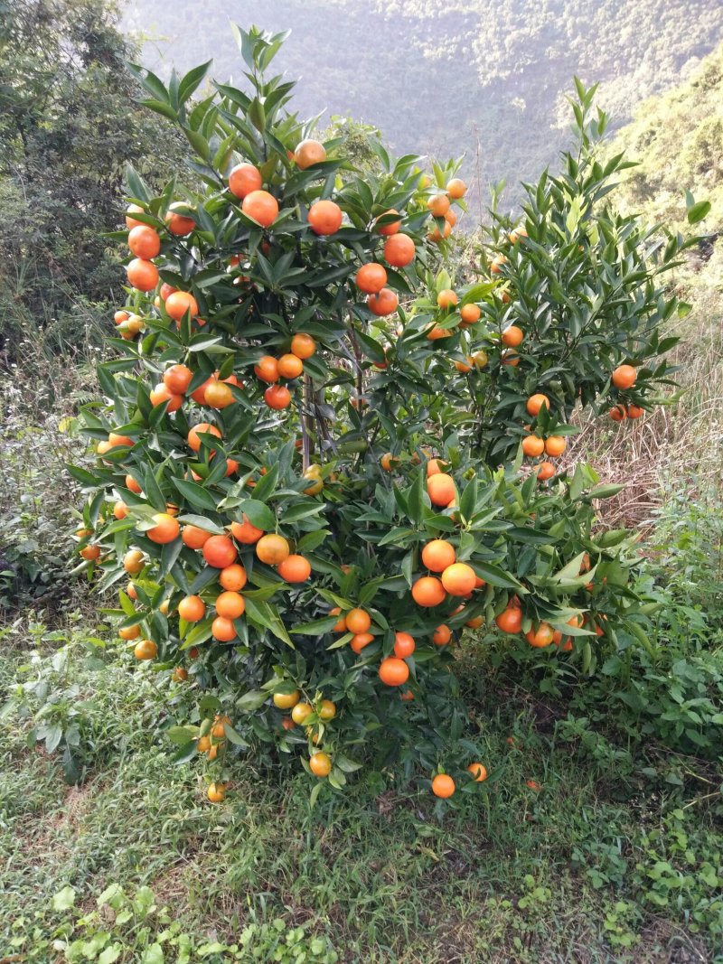 东方红甘橘