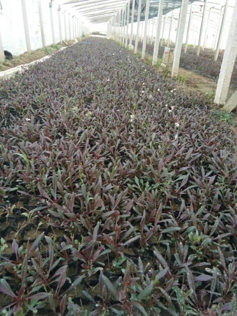 山桃草，千喜鸟，基地直销，常年销售各种绿化苗木。