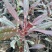 山桃草,千喜鸟,基地直销,常年销售各种绿化苗木。