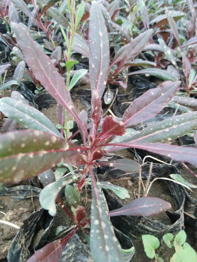 山桃草，千喜鸟，基地直销，常年销售各种绿化苗木。