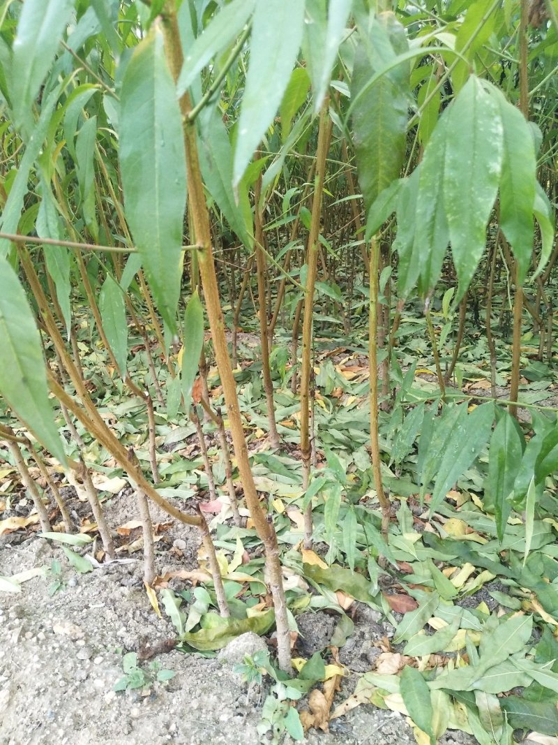 映霜红桃苗基地批发价格春丽，突围，秋彤，