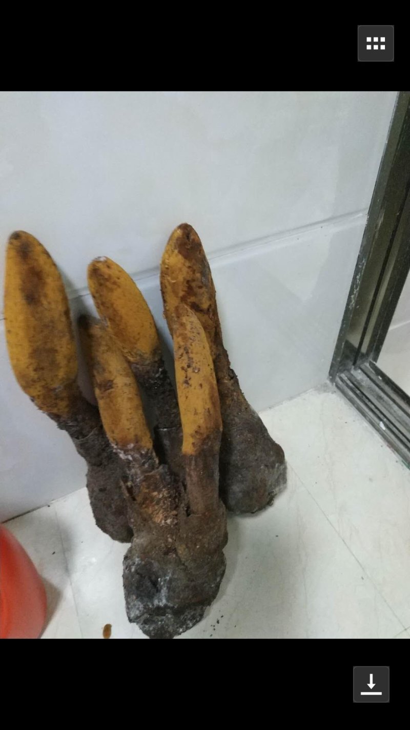 回春草