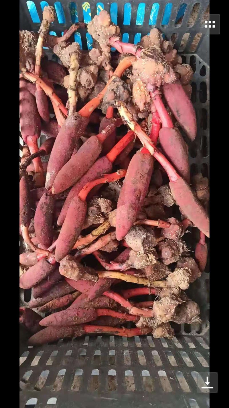 回春草