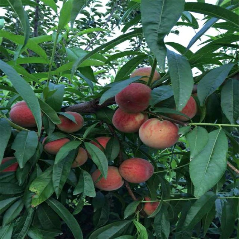 桃树苗秋彤金秋红蜜冬雪蜜桃油蟠桃甜黄桃油桃苗基地批发