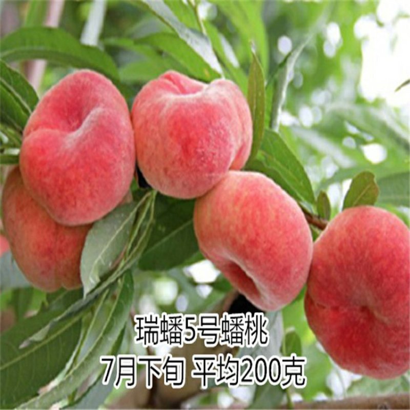 桃树苗秋彤金秋红蜜冬雪蜜桃油蟠桃甜黄桃油桃苗基地批发