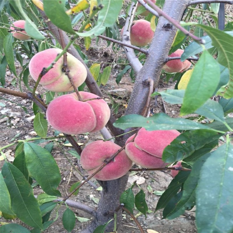 桃树苗秋彤金秋红蜜冬雪蜜桃油蟠桃甜黄桃油桃苗基地批发