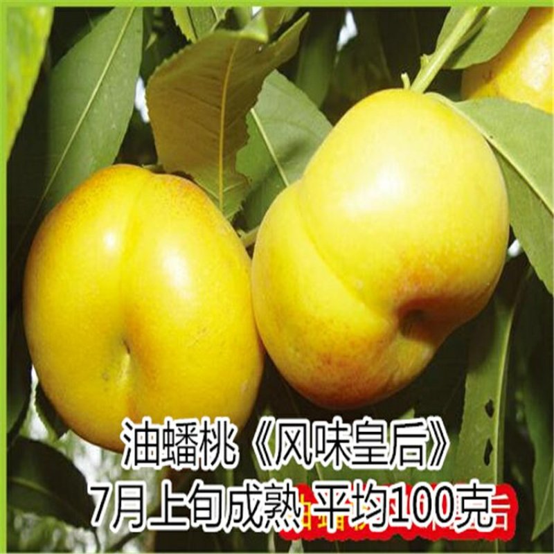桃树苗秋彤金秋红蜜冬雪蜜桃油蟠桃甜黄桃油桃苗基地批发