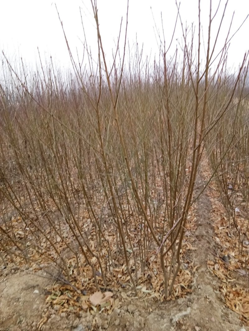 桃树苗秋彤金秋红蜜冬雪蜜桃油蟠桃甜黄桃油桃苗基地批发