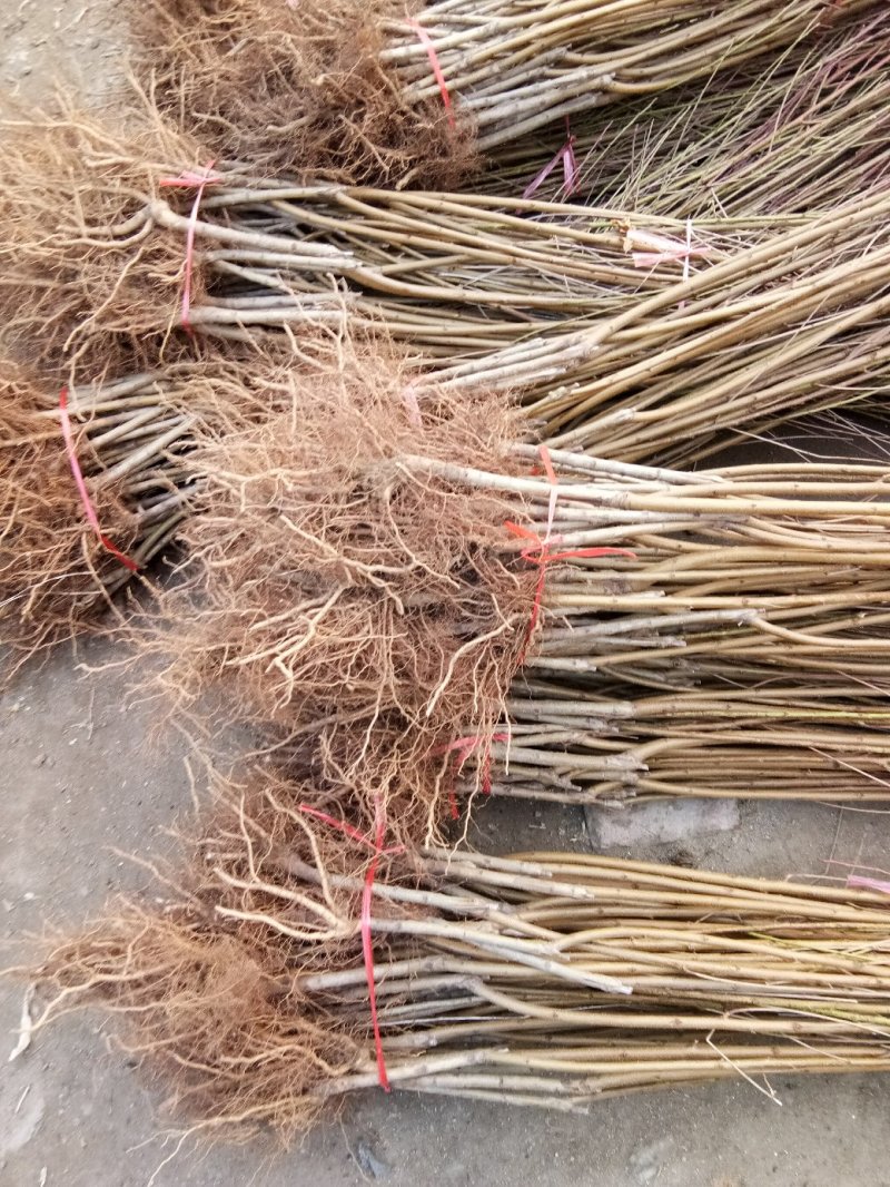 桃树苗秋彤金秋红蜜冬雪蜜桃油蟠桃甜黄桃油桃苗基地批发