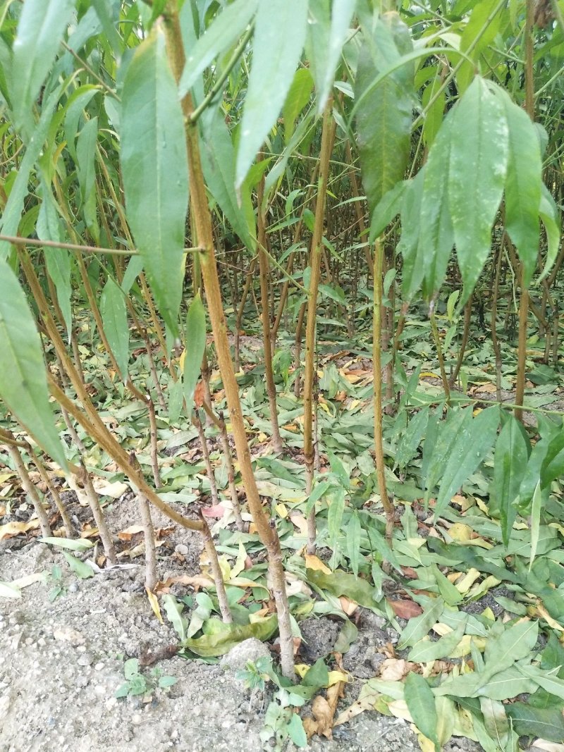 桃树苗秋彤金秋红蜜冬雪蜜桃油蟠桃甜黄桃油桃苗基地批发