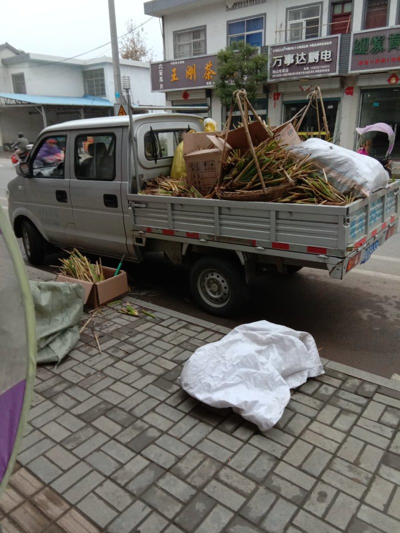 安徽省六安市大量供应浙大一号早熟双季茭白老墩苗，包运费