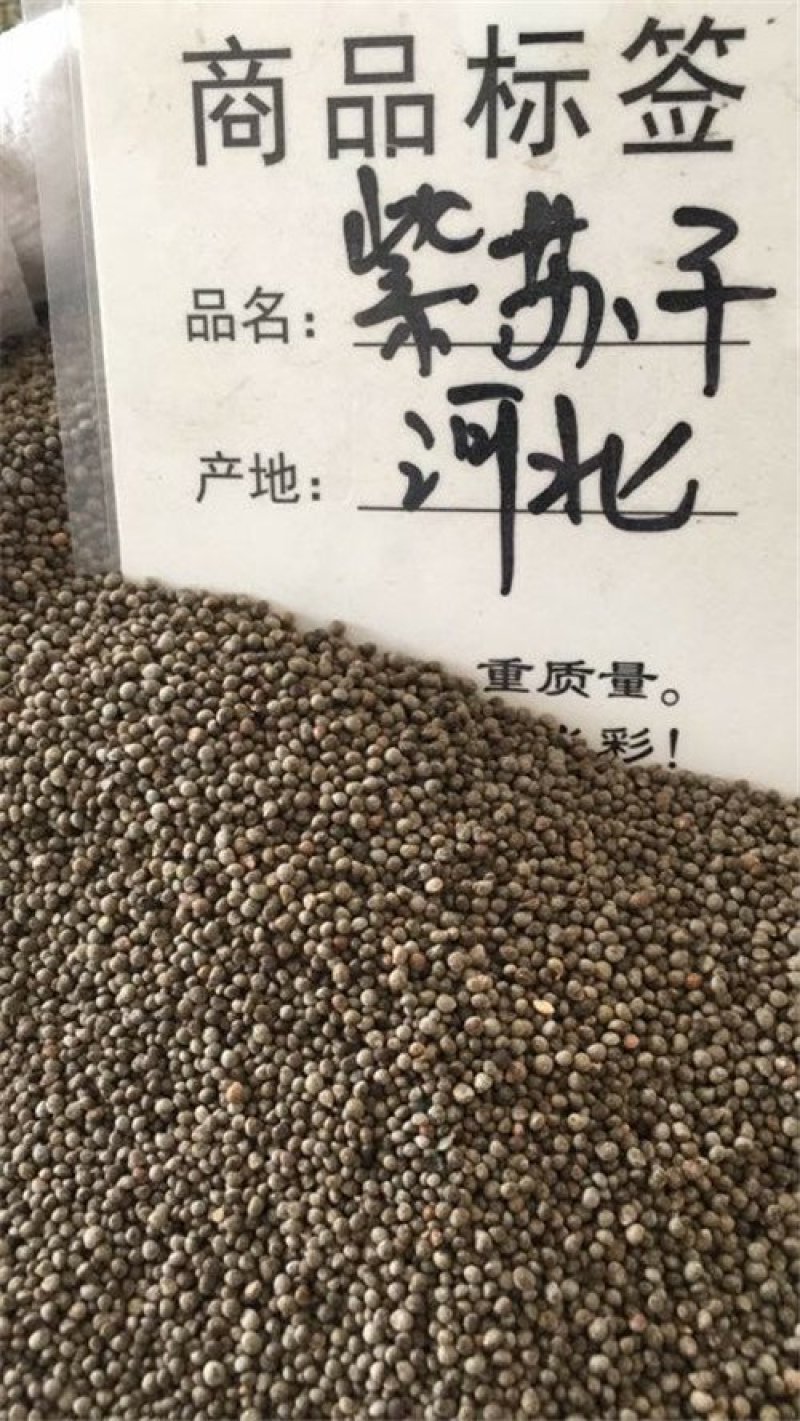 紫苏子药用供应上千余种药材