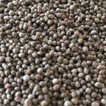 紫苏子药用供应上千余种药材