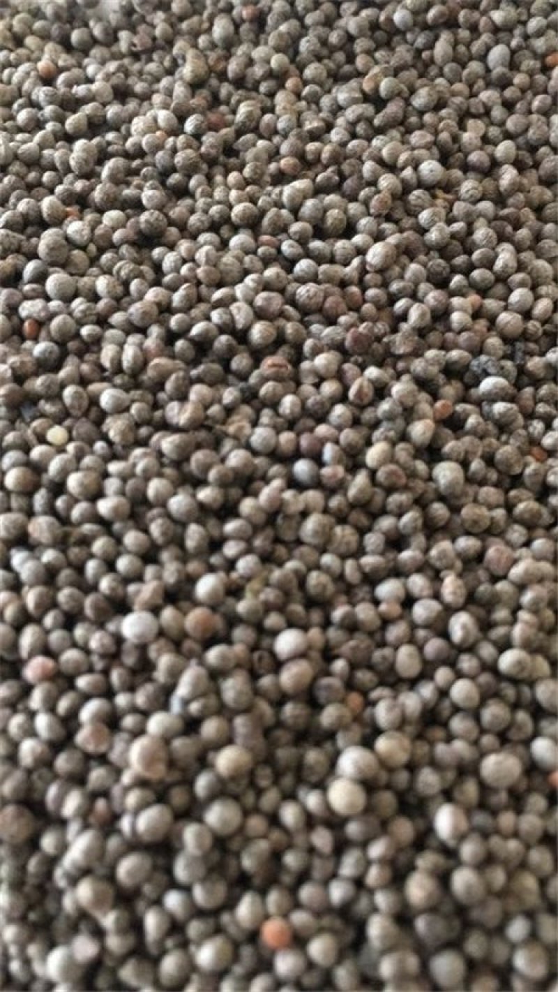 紫苏子药用供应上千余种药材