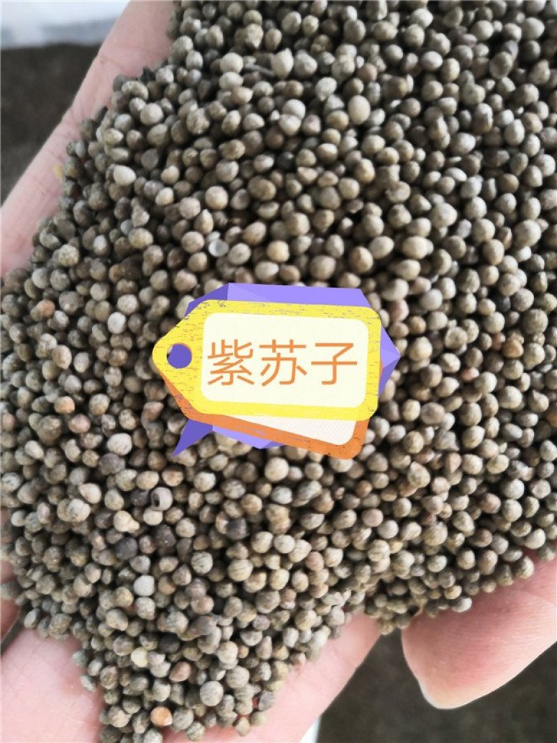 紫苏子药用供应上千余种药材