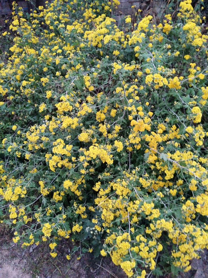 经环野菊花