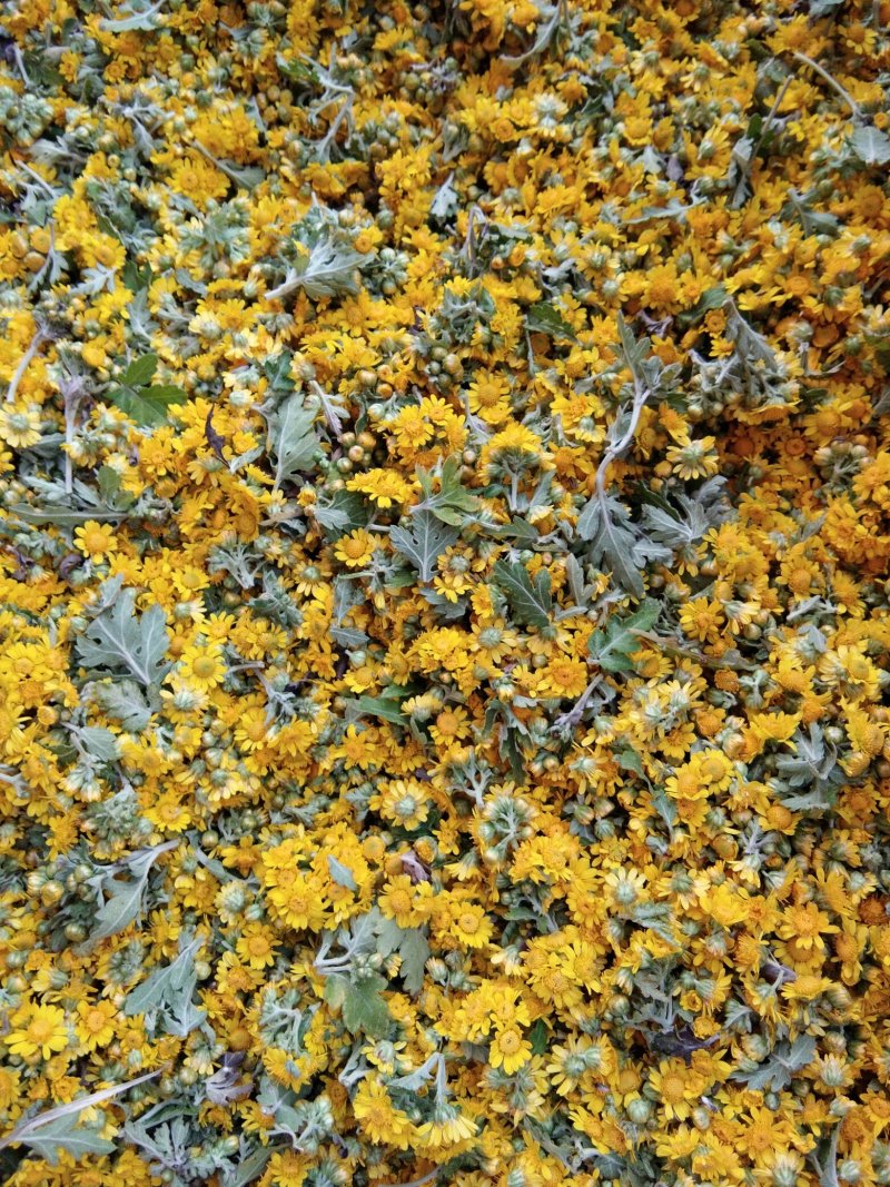 经环野菊花