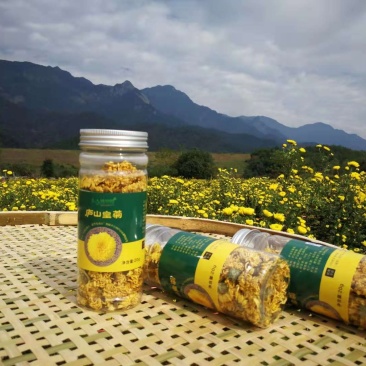 庐山皇菊，贡菊。菊花茶，厂家直销，大量供应。