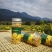庐山皇菊，贡菊。菊花茶，厂家直销，大量供应。