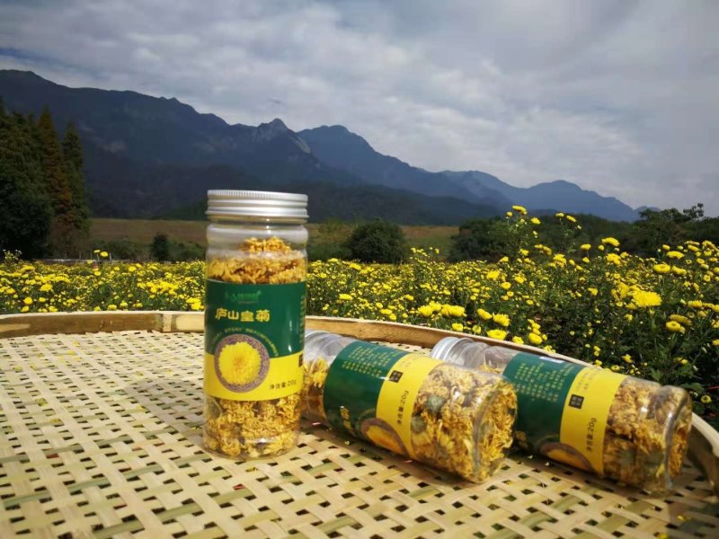 庐山皇菊，贡菊。菊花茶，厂家直销，大量供应。