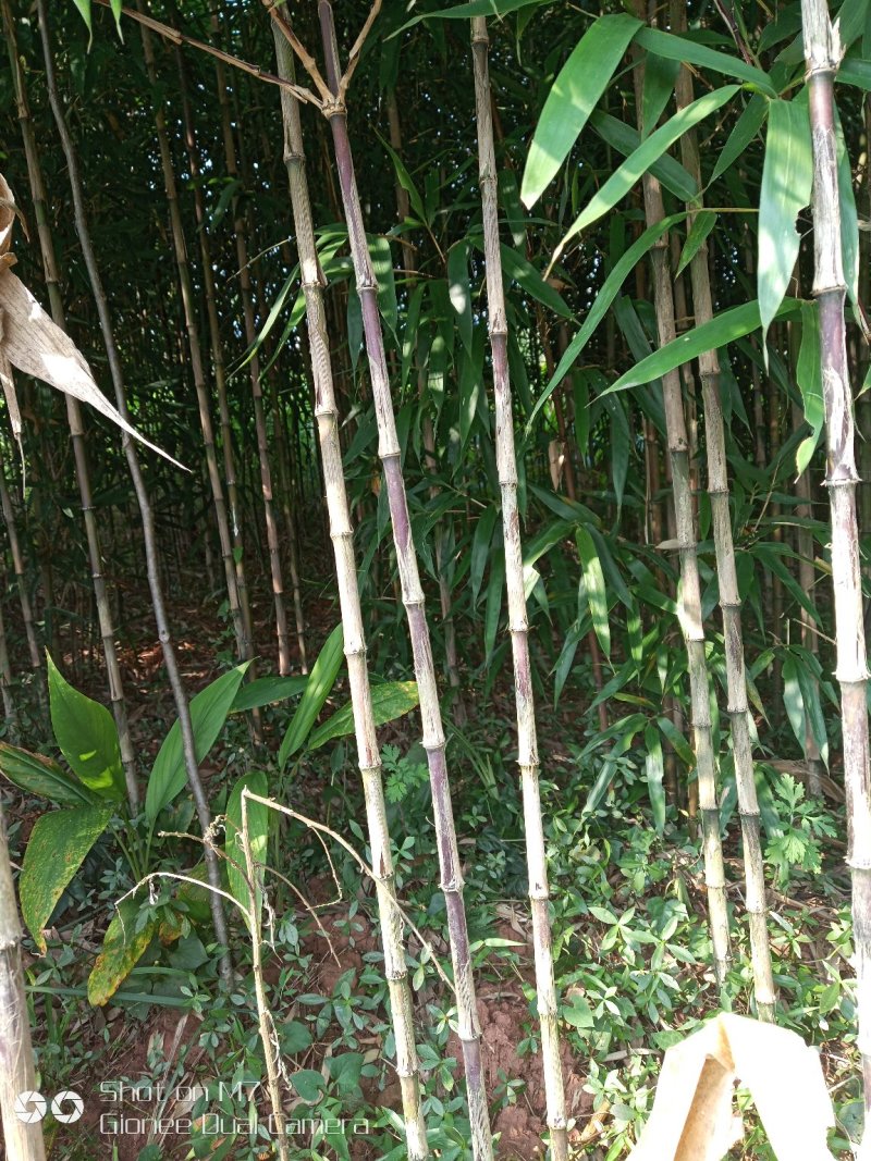方竹，根苗，绿化笋子造林苗