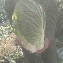 黄心大白菜一条龙服务