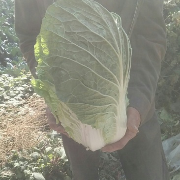 黄心大白菜一条龙服务