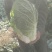 黄心大白菜一条龙服务