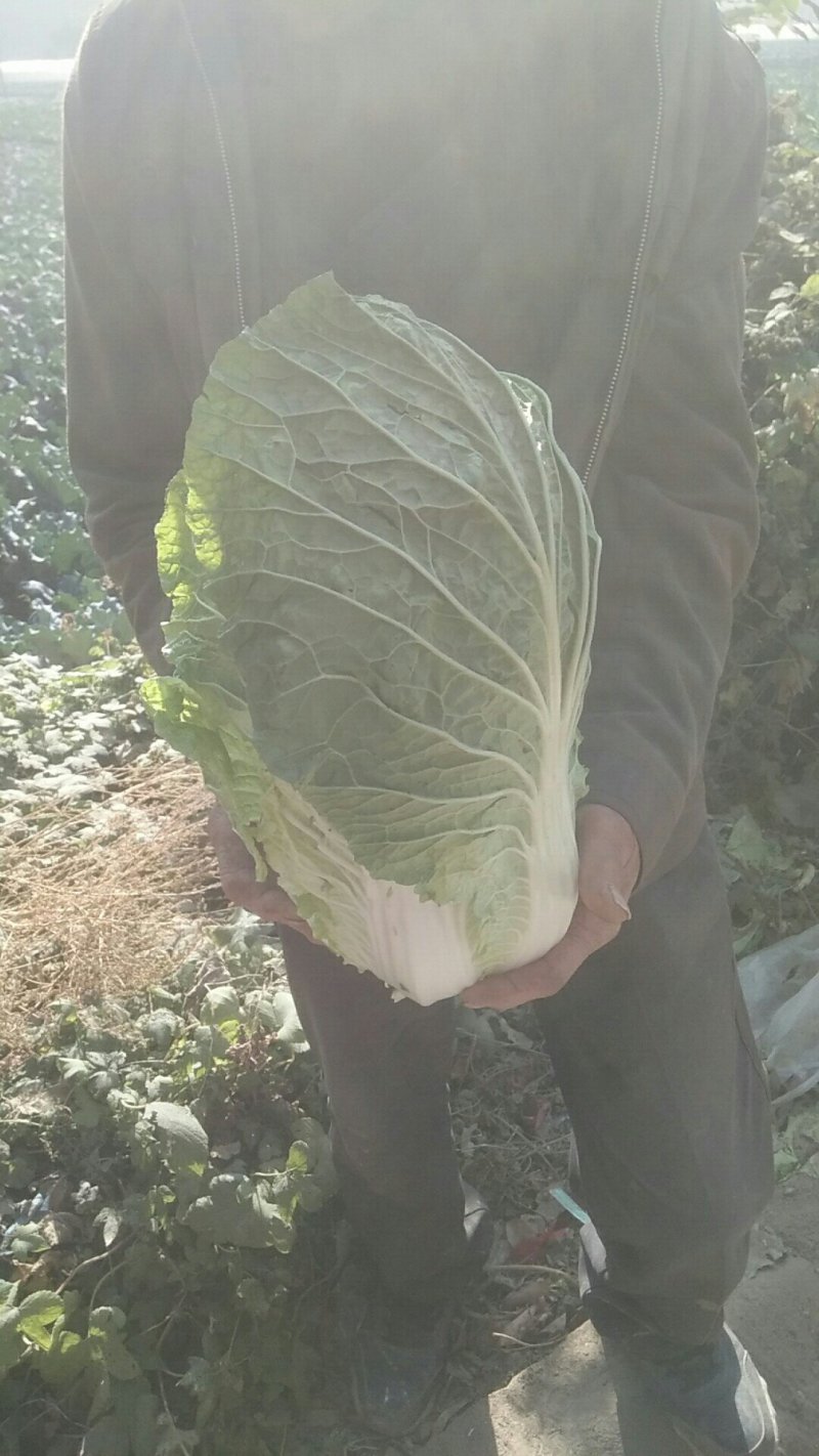黄心大白菜一条龙服务