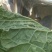 黄心大白菜一条龙服务