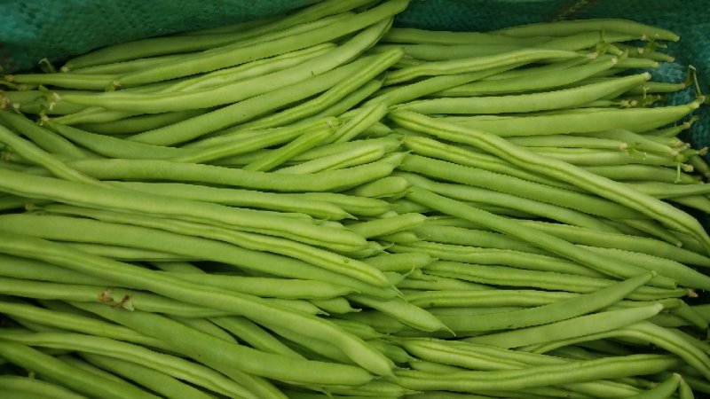 四季豆