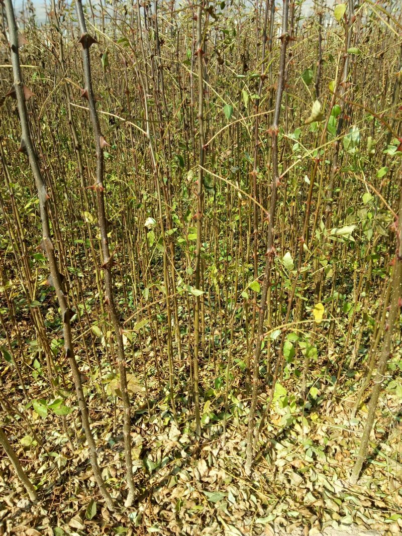 大红袍花椒树苗