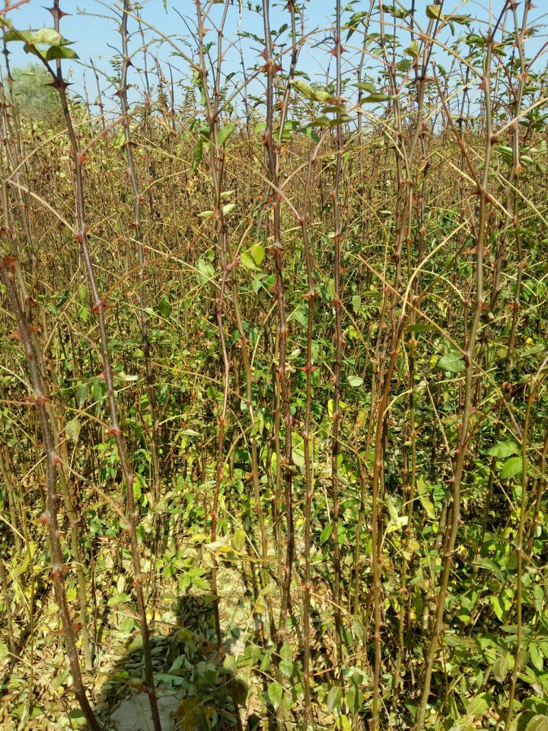 大红袍花椒树苗