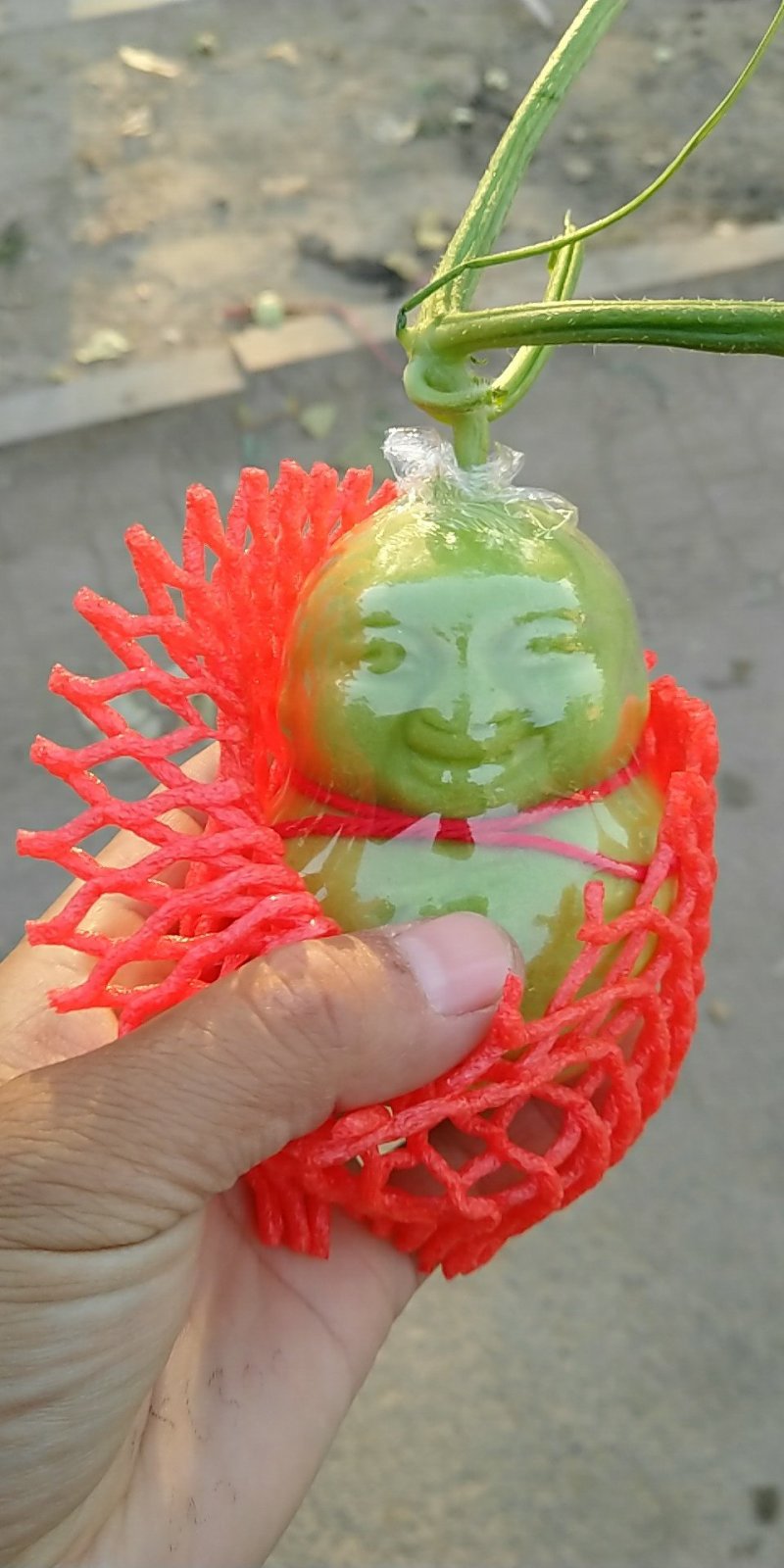 人参果